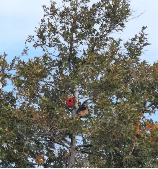 Türkiye Yüzyılı Maarif Modeli Kapsamında Doğa ve Canlılar Çalışması