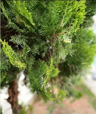 Canlıların Sınıflandırılması ve Biyolojik Çeşitlilik Etkinliği