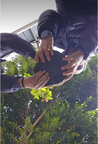 Mezitli Kız Anadolu İmam Hatip Lisesi Okul Bahçesi Begonvil Dikimi